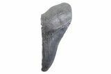 Partial Fossil Megalodon Tooth - South Carolina #332347-1